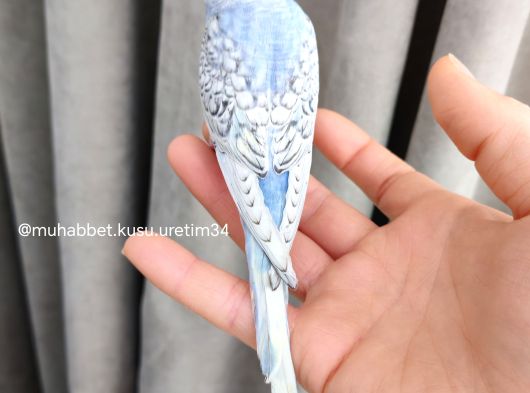 Tüm İstanbul İlçeleri̇ne Adrese Tesli̇m Muhabbet Kuşu görsel