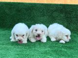 Bembeyaz Orji̇nal Maltese Terri̇er Yavrular