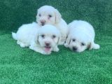 Bembeyaz Orji̇nal Maltese Terri̇er Yavrular