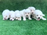 A Kali̇te Bembeyaz Maltese Terri̇er Yavrular
