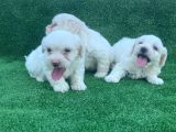 Bembeyaz Orji̇nal Maltese Terri̇er Yavrular