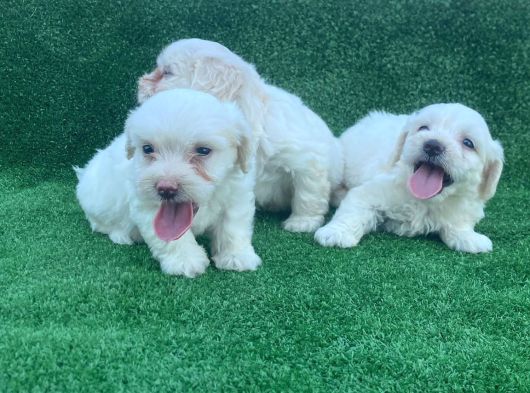 Bembeyaz Orji̇nal Maltese Terri̇er Yavrular görsel