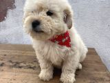 A Kalite Maltipoo Bebekler