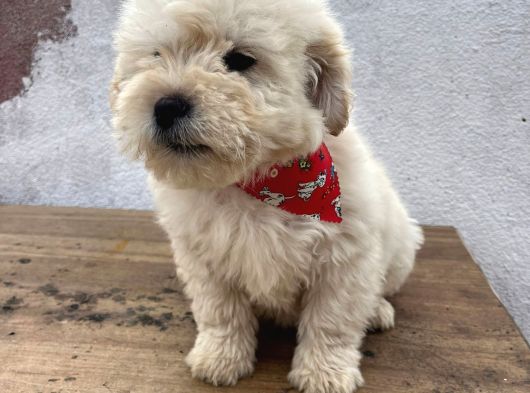 A Kalite Maltipoo Bebekler görsel
