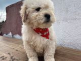 A Kalite Maltipoo Bebekler