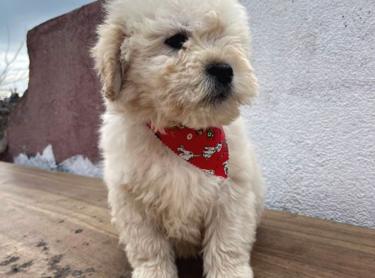 A Kalite Maltipoo Bebekler görsel