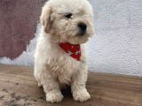 A Kalite Maltipoo Bebekler