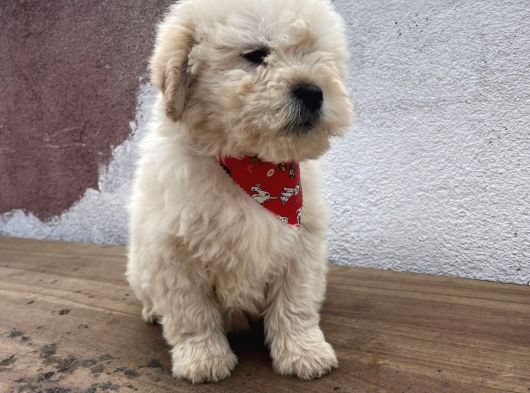 A Kalite Maltipoo Bebekler görsel