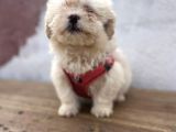A kalite maltipoo bebekler