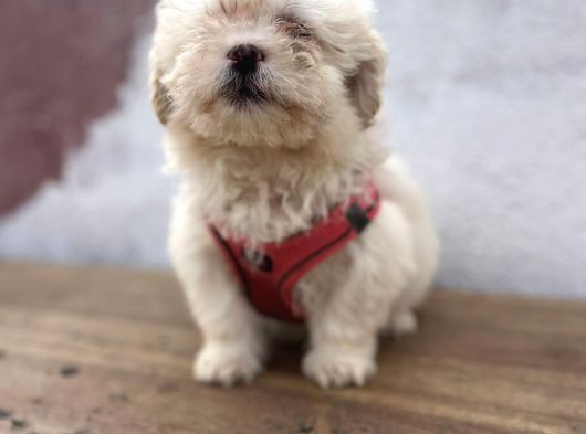 A Kalite Maltipoo Bebekler