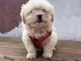 A Kalite Maltipoo Bebekler
