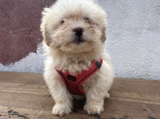 A Kalite Maltipoo Bebekler görsel