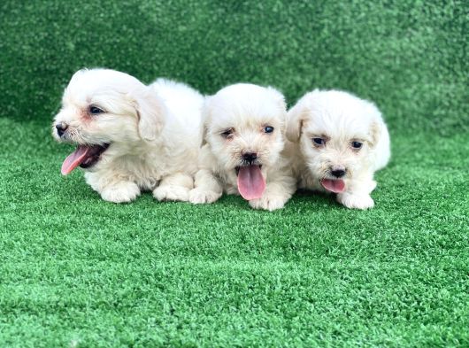 Bembeyaz Orji̇nal Maltese Terri̇er Yavrular görsel