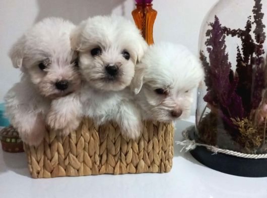 Kg Garantili 2 Kg Ile En Fazla 3 Kg Kalacak Korekan Maltese