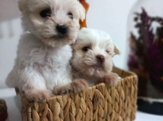 Kg Garantili 2 Kg Ile En Fazla 3 Kg Kalacak Korekan Maltese görsel