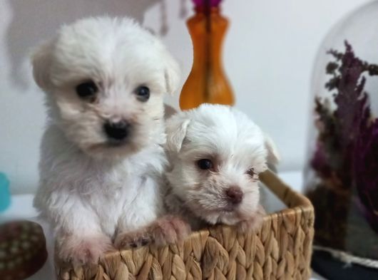 Kg Garantili 2 Kg Ile En Fazla 3 Kg Kalacak Korekan Maltese görsel