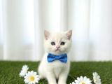 İnci̇ Gi̇bi̇ Kartopu Maviş Erkek Bebek