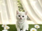 İnci̇ Gi̇bi̇ Kartopu Maviş Erkek Bebek