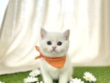 İNCİ GİBİ KARTOPU MAVIŞ ERKEK BEBEK