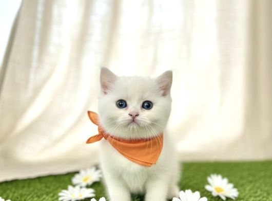 İnci̇ Gi̇bi̇ Kartopu Maviş Erkek Bebek