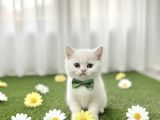 İnci̇ Gi̇bi̇ Kartopu Maviş Erkek Bebek
