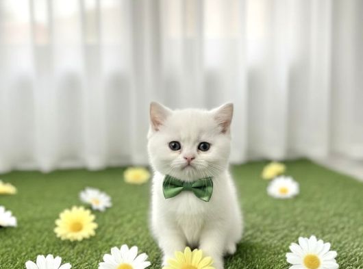 İnci̇ Gi̇bi̇ Kartopu Maviş Erkek Bebek görsel
