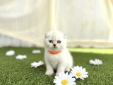 EVİNİZE HUZUR GETİRMEYE GELDİK ERKEK SCOTTİSH