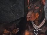 Üst Kalıte Doberman Yavrular