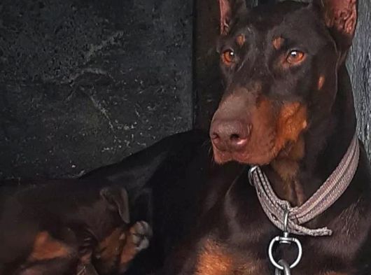 Üst Kalıte Doberman Yavrular görsel