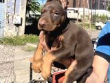 Üst Kalıte Doberman Yavrular