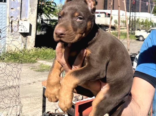 Üst Kalıte Doberman Yavrular görsel