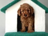 Toy poodle bebekler