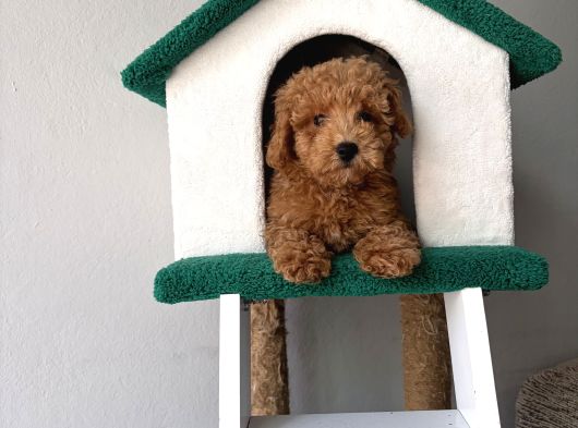 Toy Poodle Bebekler görsel