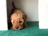 Toy Poodle Bebekler