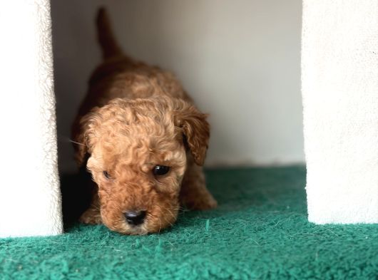 Toy Poodle Bebekler görsel