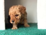 Toy Poodle Bebekler