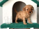Toy Poodle Bebekler