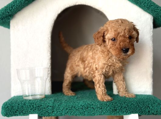 Toy Poodle Bebekler görsel