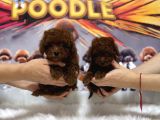 Toy poodle red brown yavrular