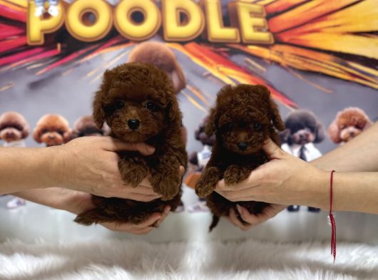 Toy Poodle Red Brown Yavrular