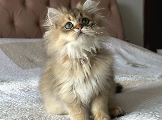 Safkan Secereli British Longhair
