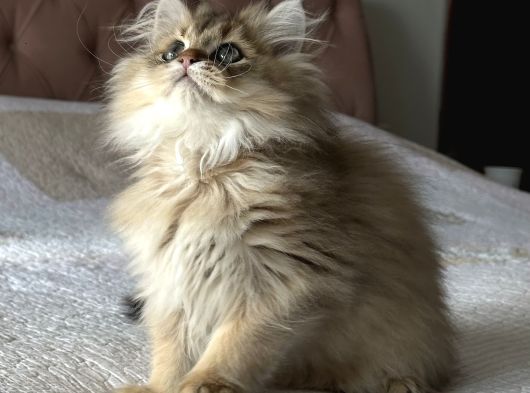 Safkan Secereli British Longhair görsel