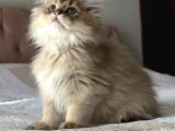 Safkan Secereli British Longhair