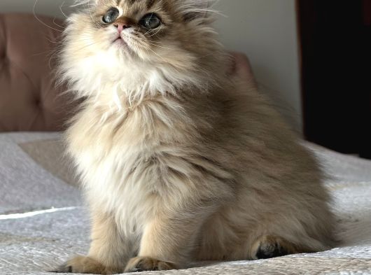 Safkan Secereli British Longhair görsel