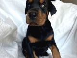 Üst Kalıte Doberman Yavrular