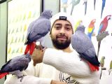 Üst Düzey Konuşan Full Evci̇l Eği̇ti̇mli̇ Jako Papağan