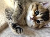 Ayı surat golden tabby ve golden black