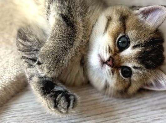 Ayı Surat Golden Tabby Ve Golden Black