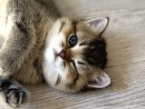 Ayı Surat Golden Tabby Ve Golden Black