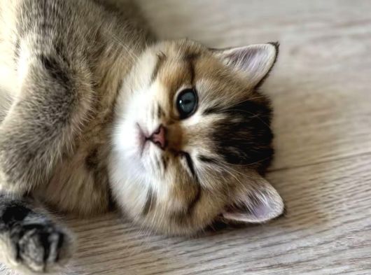 Ayı Surat Golden Tabby Ve Golden Black görsel